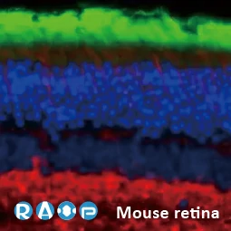 Rhodopsin antibody [HL2668]